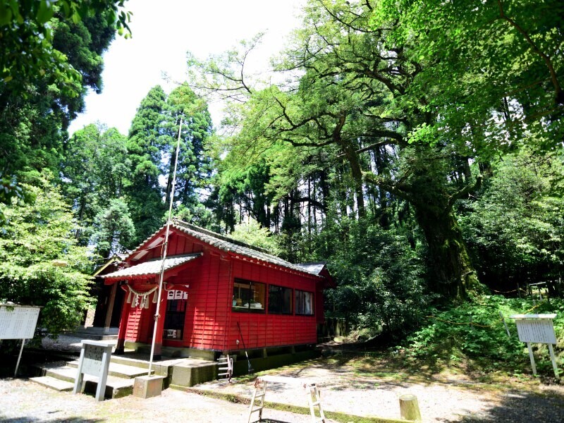 宮毘神社のカヤ