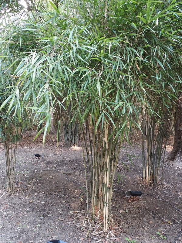 六義園2