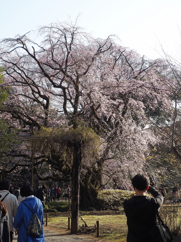 六義園の桜1
