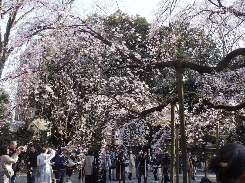 六義園の桜2