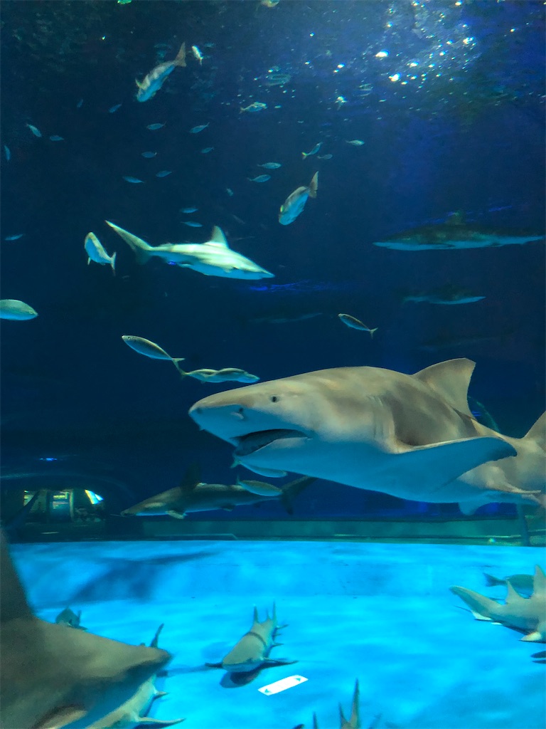 f:id:fuji-q:20220324090734j:image