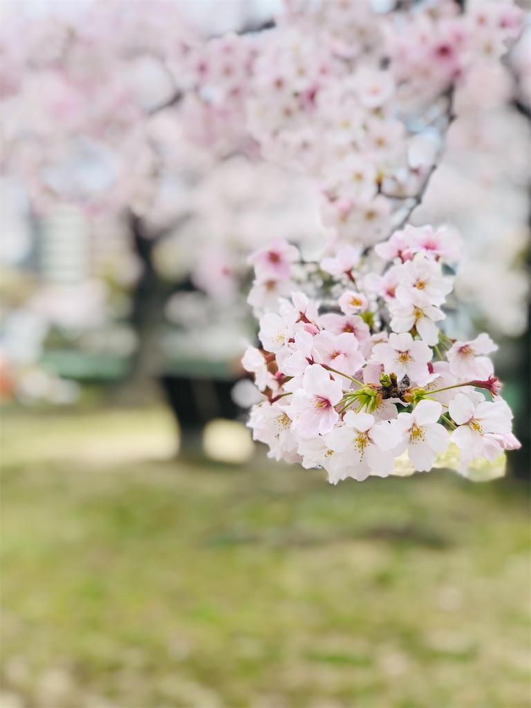 f:id:fuji-q:20220330135129j:image