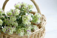 f:id:fuji-so:20151115123328j:plain f:id:fuji-so:20151115123328j:plain