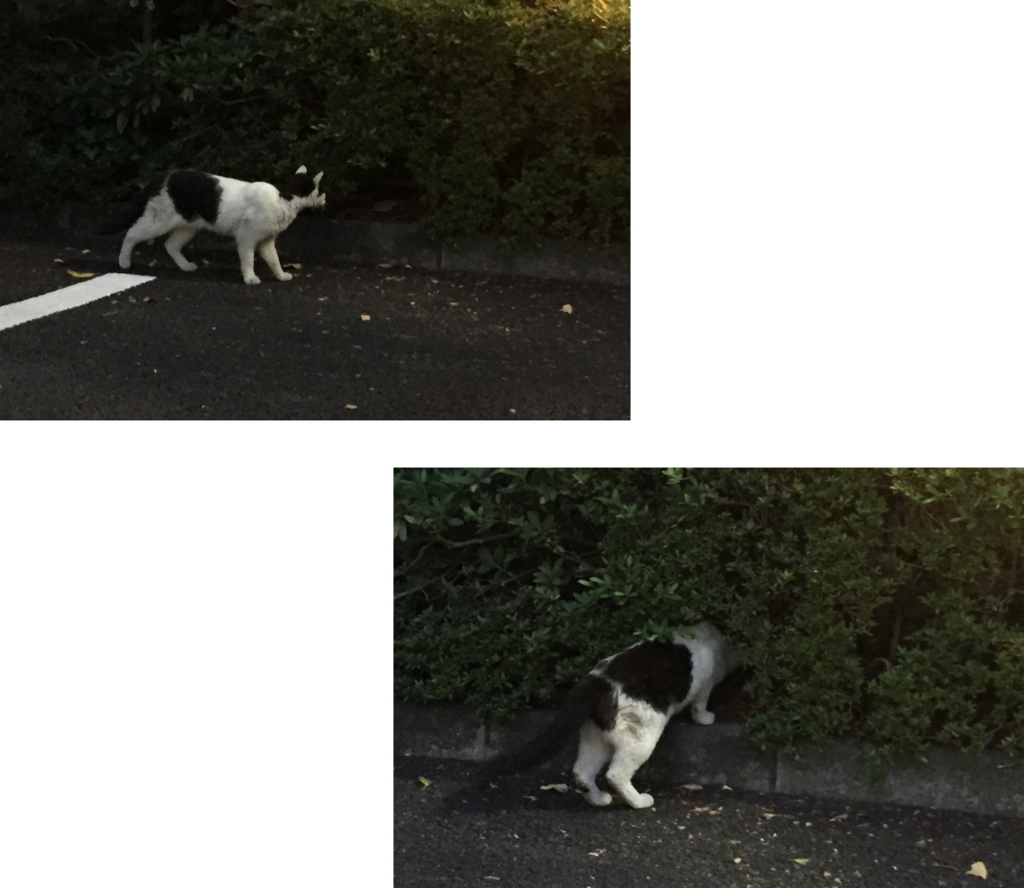 f:id:fuji-so:20180727094623j:plain f:id:fuji-so:20180727094623j:plain