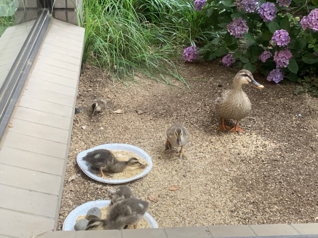 f:id:fuji-so:20190704091344j:plain