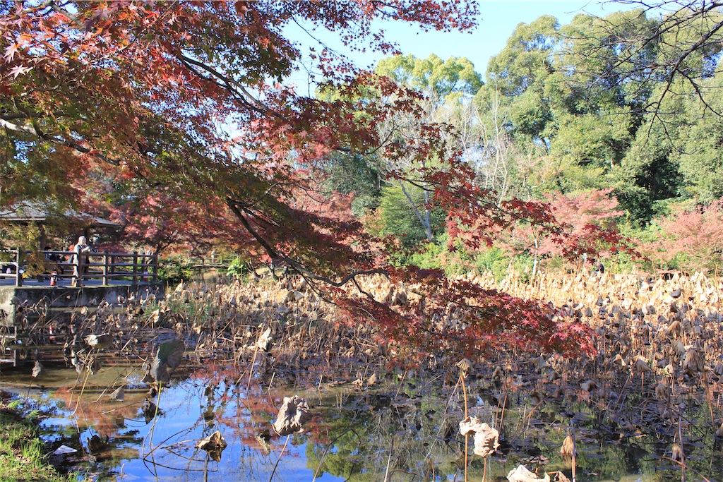 f:id:fuji_hiron:20231125151443j:image