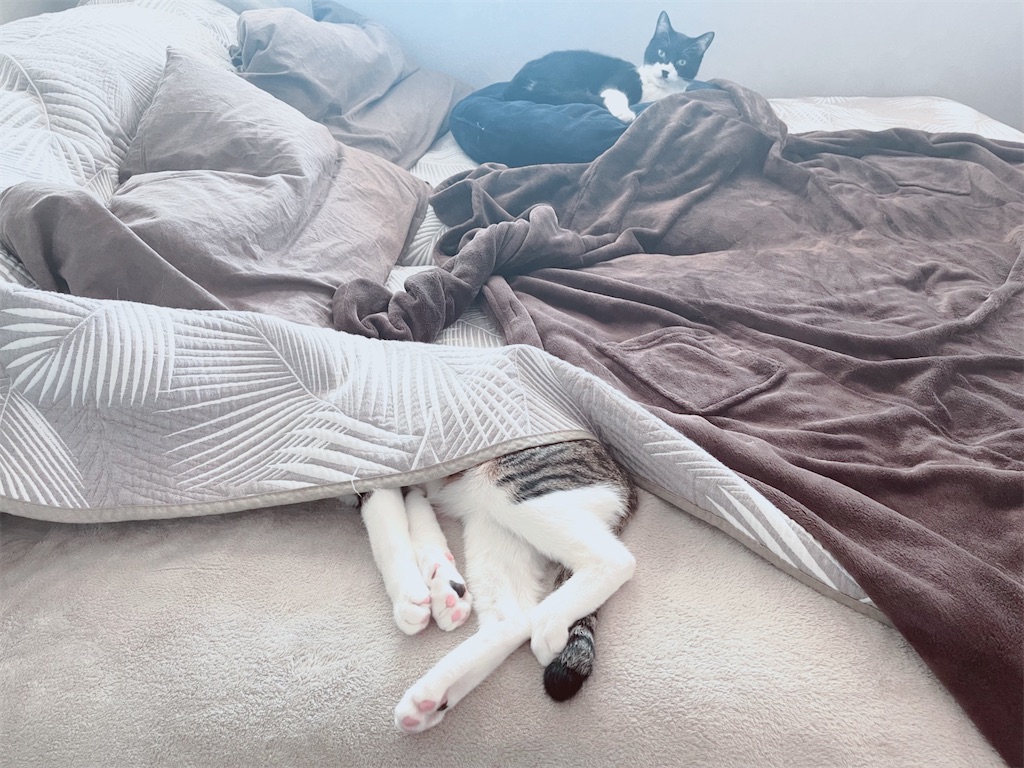 f:id:fuji_hiron:20231204154515j:image