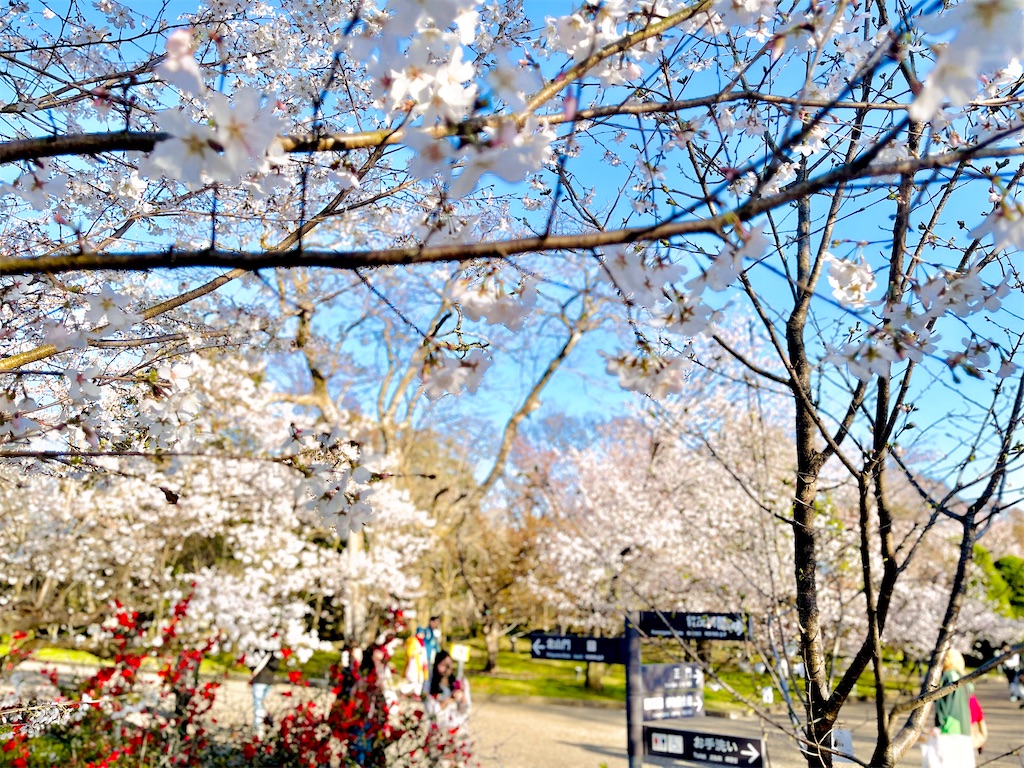 f:id:fuji_hiron:20240401212440j:image f:id:fuji_hiron:20240401212440j:image