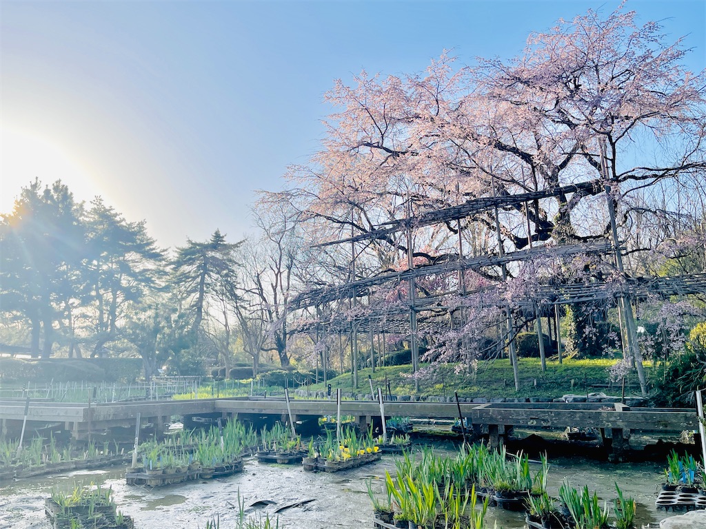 f:id:fuji_hiron:20240401212447j:image f:id:fuji_hiron:20240401212447j:image