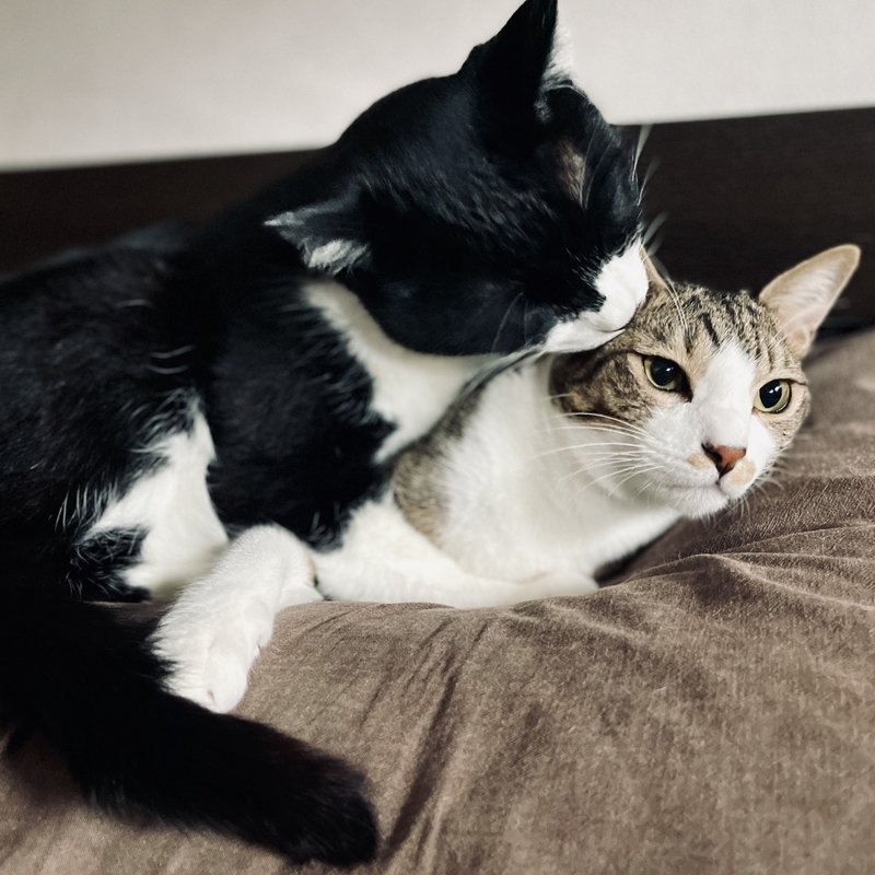 碓氷の誕生日 - まんがと猫と京都のくらし