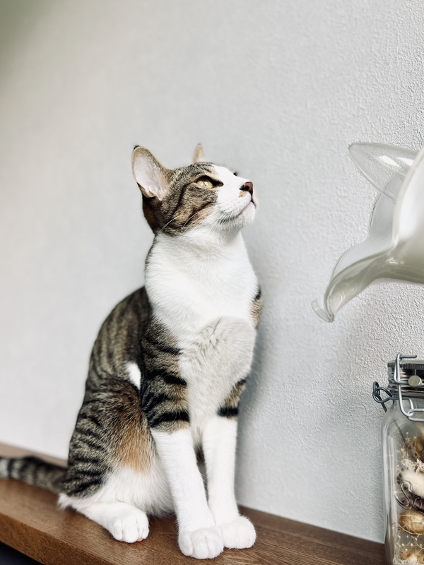 碓氷の誕生日 - まんがと猫と京都のくらし