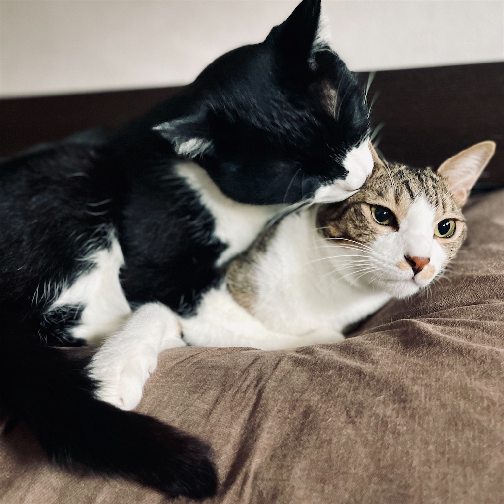 f:id:fuji_hiron:20240819203022j:image