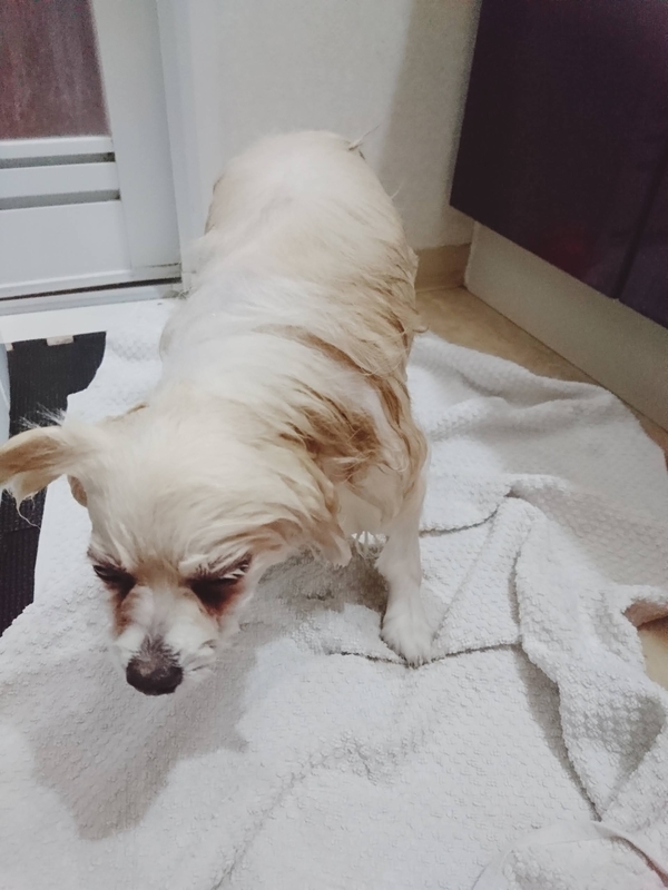 f:id:fujibiyori40:20210221213832j:plain