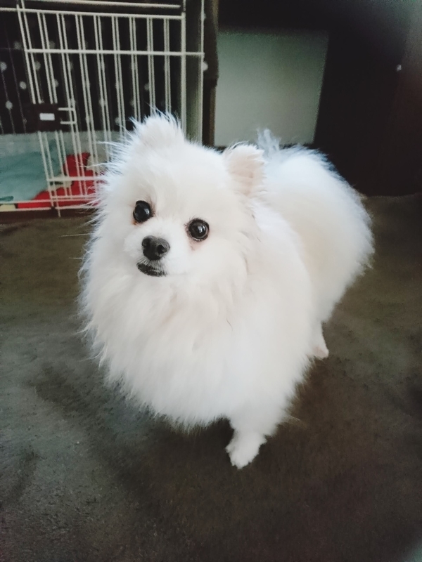 f:id:fujibiyori40:20210221214031j:plain