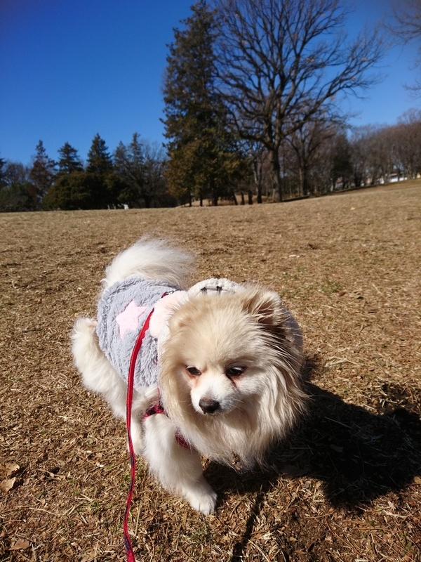 f:id:fujibiyori40:20210221214313j:plain