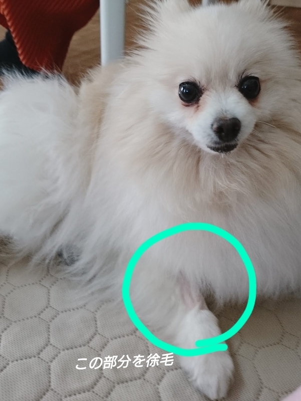 f:id:fujibiyori40:20210311153237j:plain