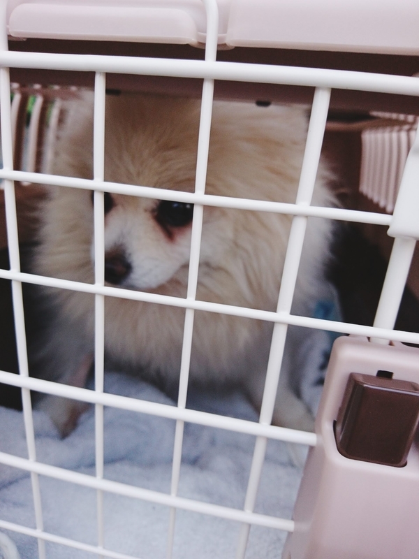 f:id:fujibiyori40:20210311153727j:plain