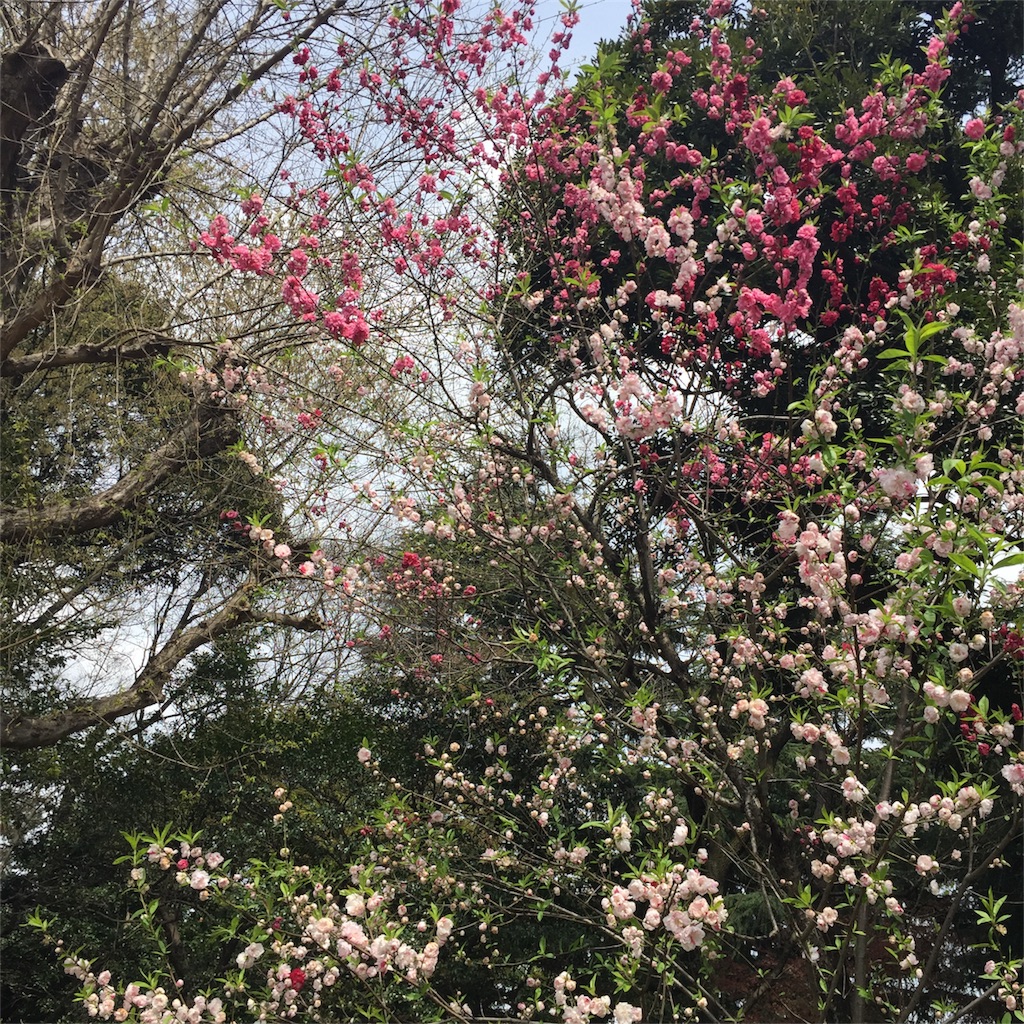 f:id:fujiem:20170406135236j:image f:id:fujiem:20170406135236j:image
