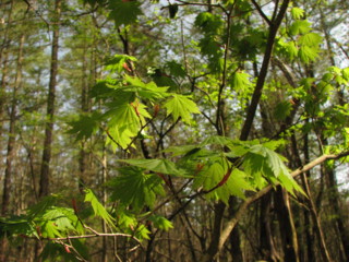 20100506145055