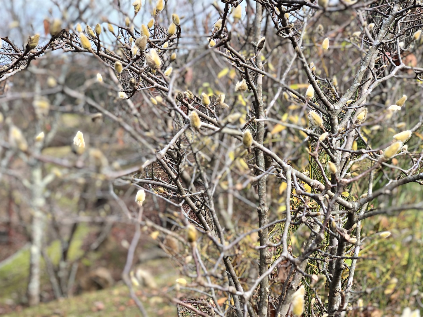 f:id:fujihirokun:20191202023115j:image f:id:fujihirokun:20191202023115j:image