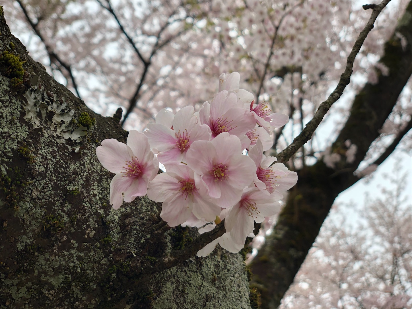 f:id:fujihirokun:20200412194218j:image