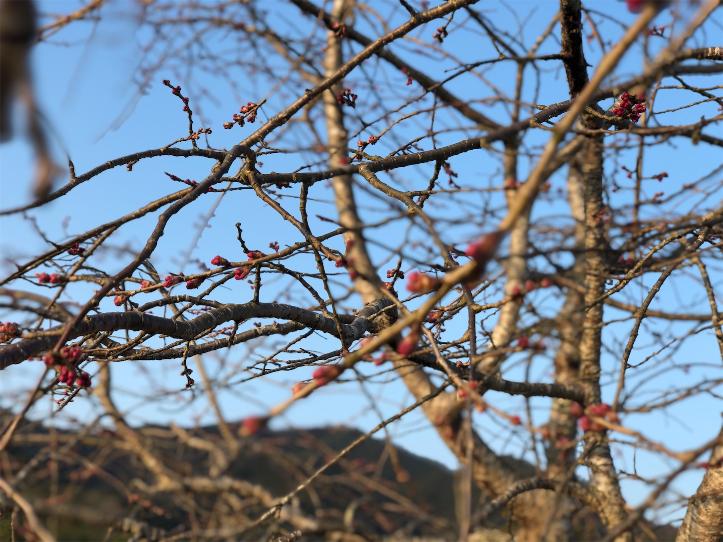 f:id:fujihirokun:20210315053842j:plain