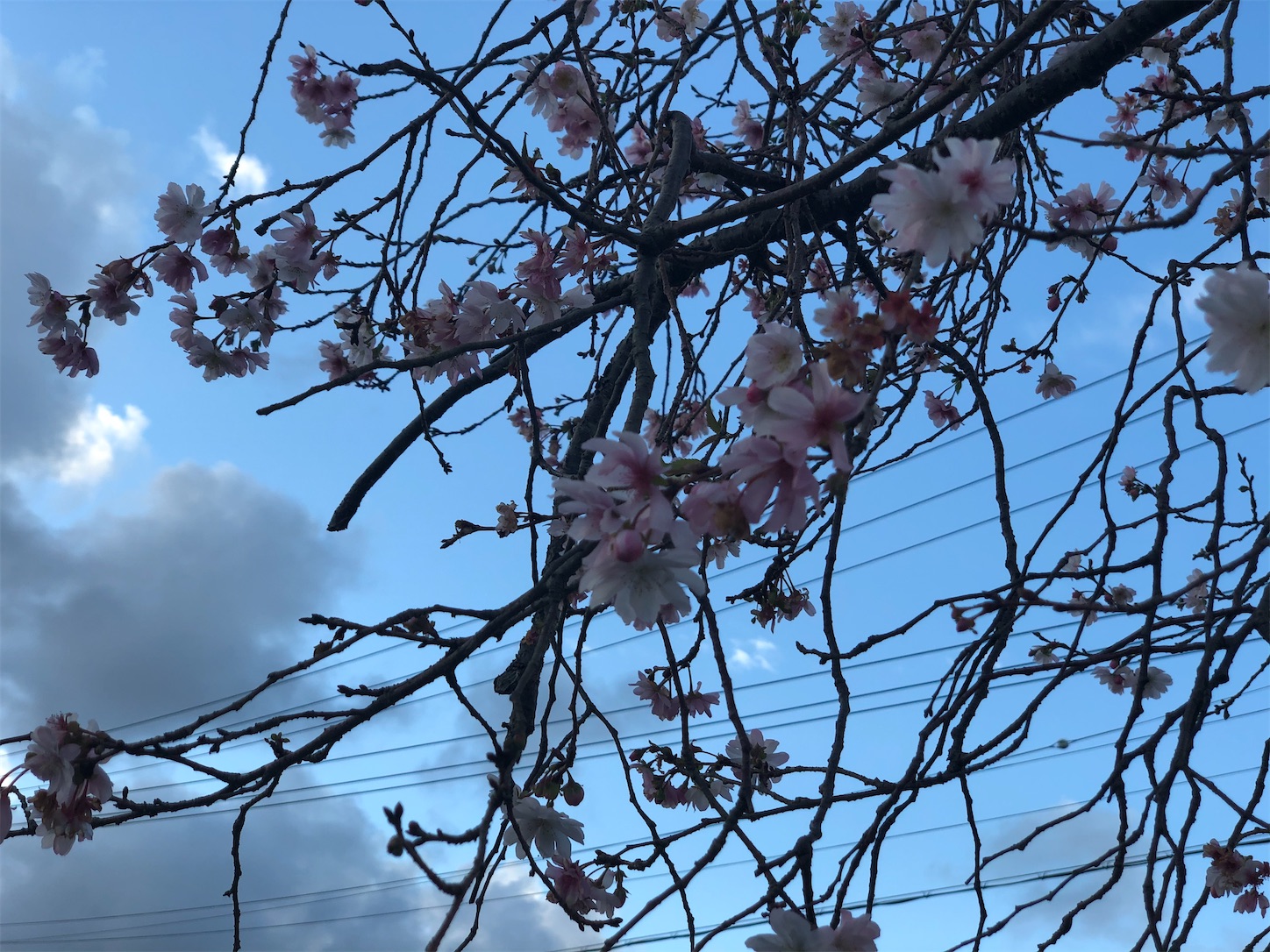 f:id:fujihirokun:20211104053913j:plain