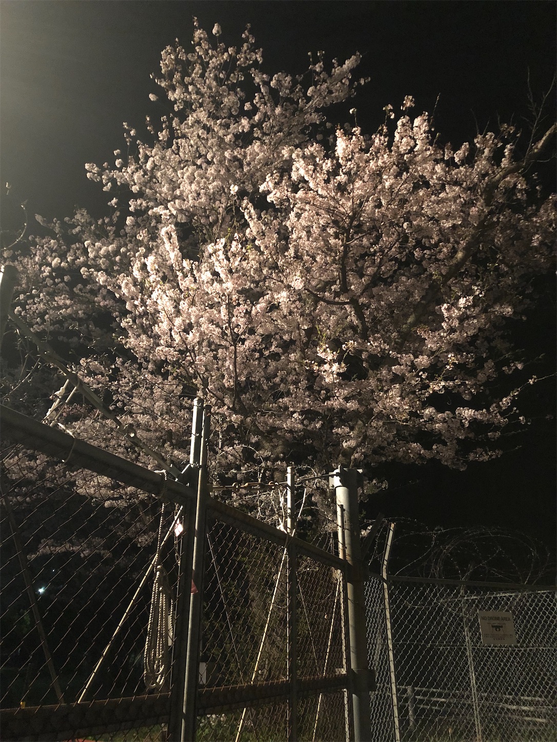 f:id:fujihirokun:20220410054759j:plain