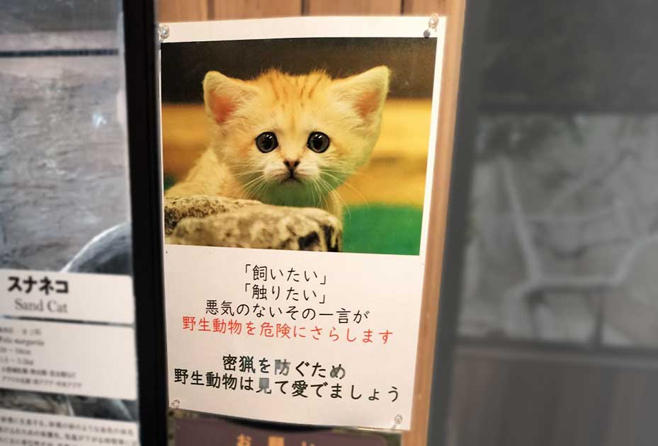 スナネコの展示横にあるポスター写真