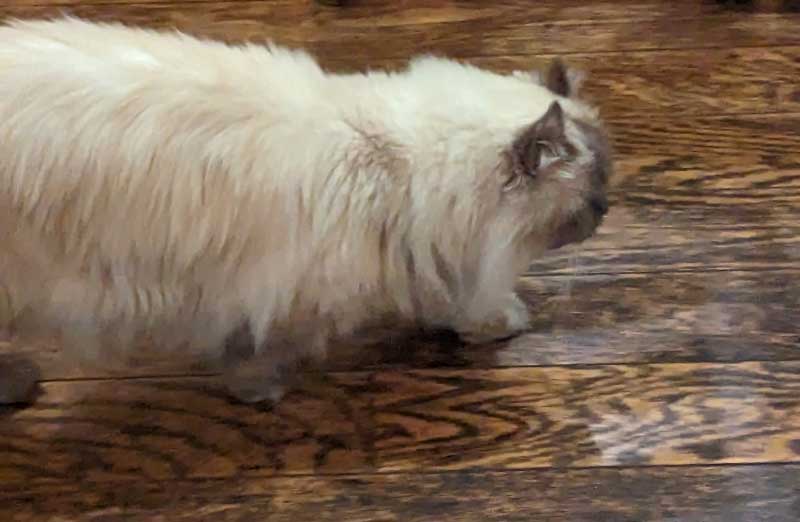 åº—å†…ã‚’æ­©ãã­ã“