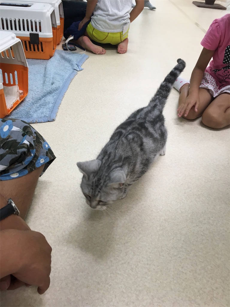 f:id:fujiidesu1013:20170804221943j:image f:id:fujiidesu1013:20170804221943j:image