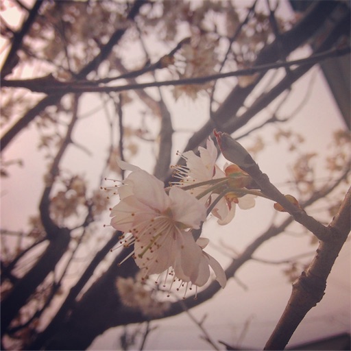 f:id:fujikana:20170325095852j:image