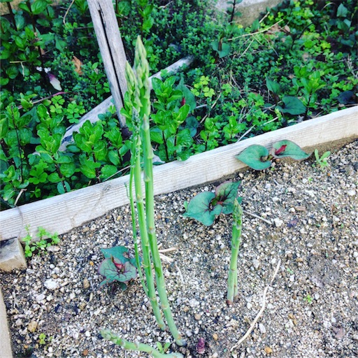 f:id:fujikana:20170416134039j:image f:id:fujikana:20170416134039j:image