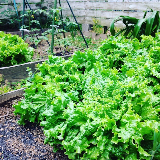 f:id:fujikana:20170512142543j:image