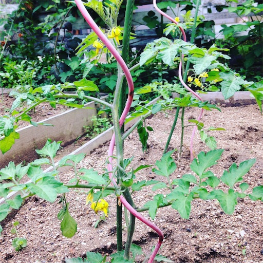 f:id:fujikana:20170512142645j:image