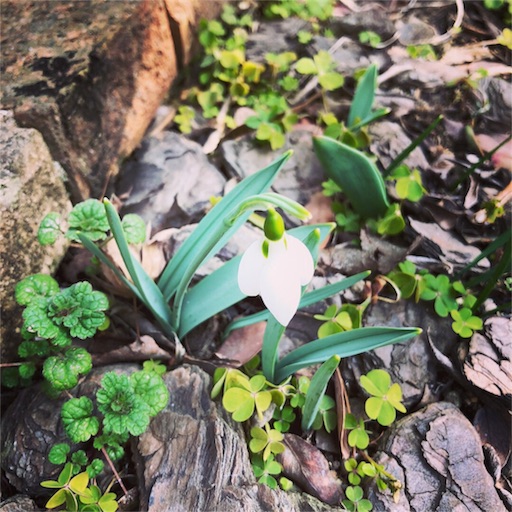 f:id:fujikana:20180222154114j:image