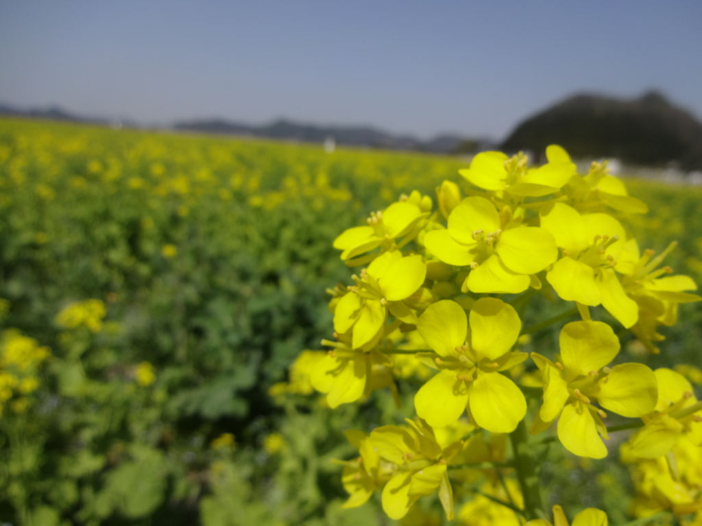 f:id:fujikana:20180331185424j:plain