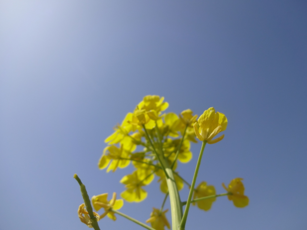 f:id:fujikana:20180331185533j:plain