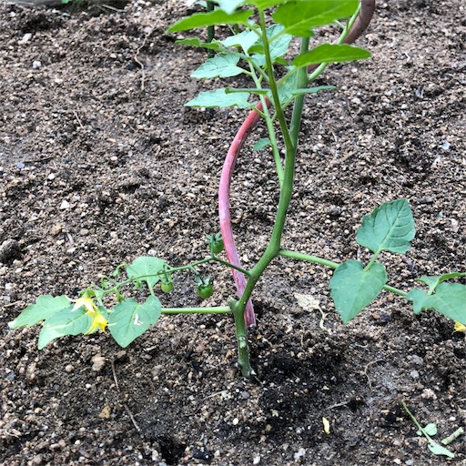 f:id:fujikana:20180509222418j:image f:id:fujikana:20180509222418j:image