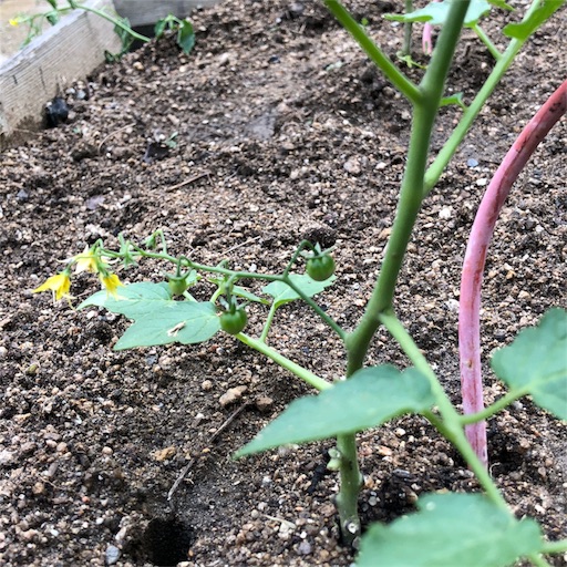 f:id:fujikana:20180509222521j:image f:id:fujikana:20180509222521j:image