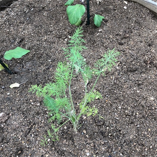 f:id:fujikana:20180509222753j:image f:id:fujikana:20180509222753j:image