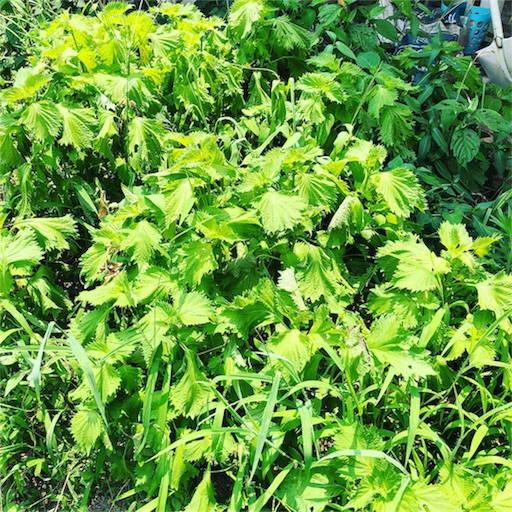 f:id:fujikana:20180721172216j:image