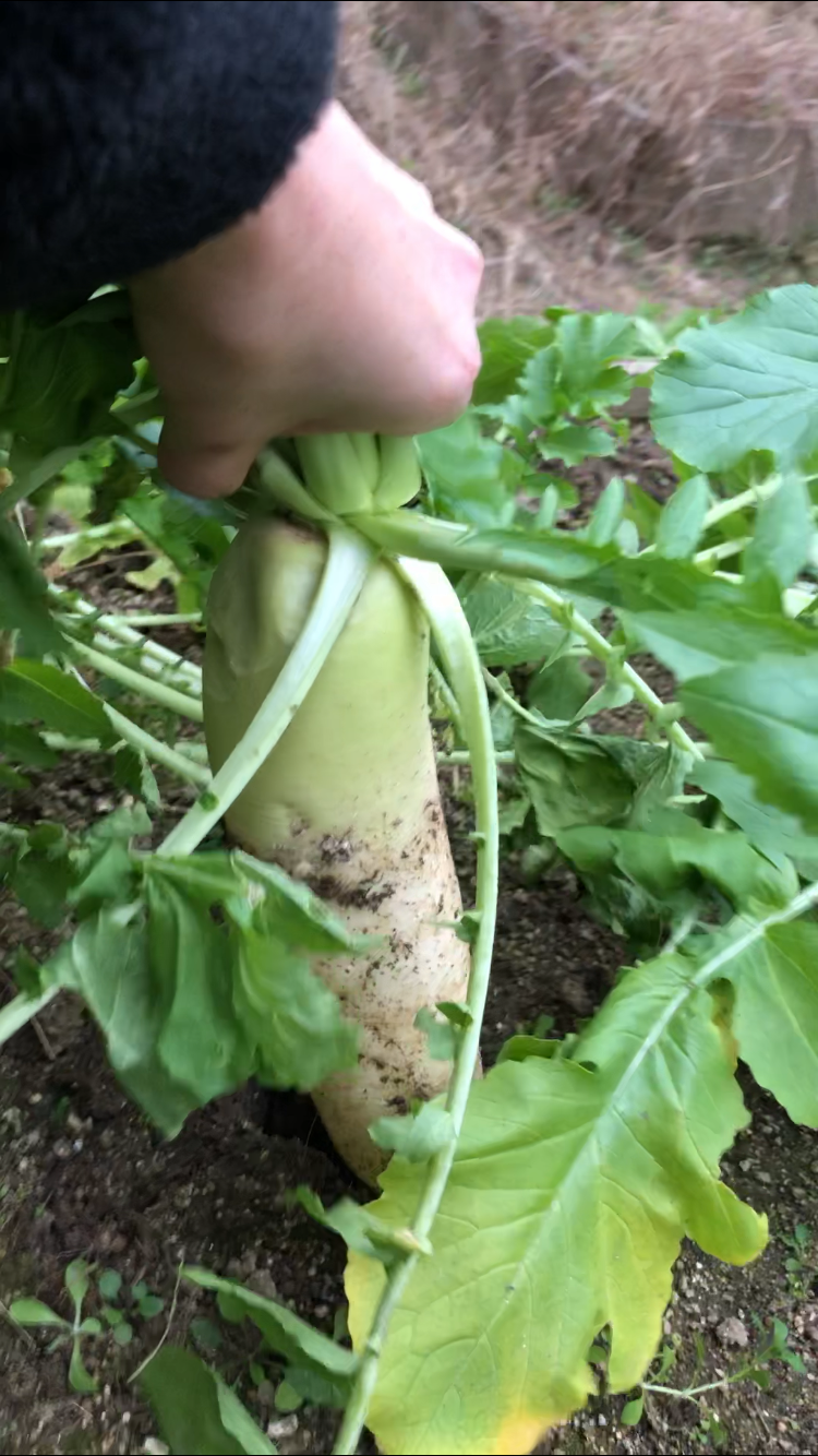 f:id:fujikana:20190110221151p:image