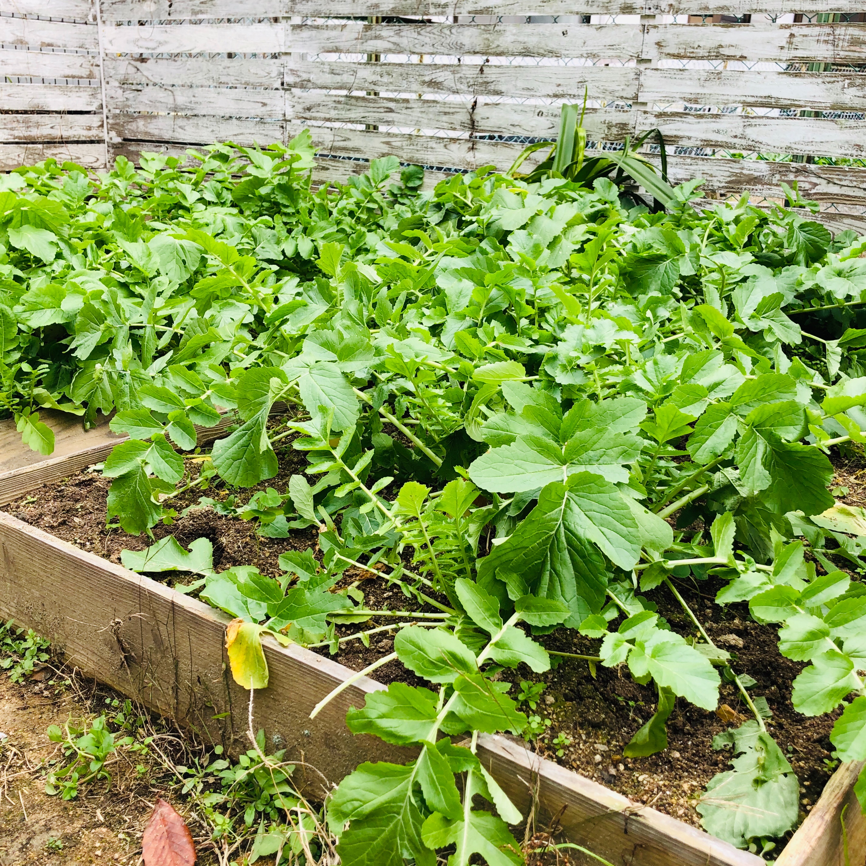 f:id:fujikana:20190110221220j:image