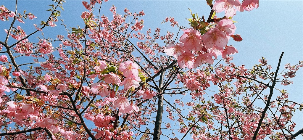 f:id:fujikawaradio:20250509215208j:image