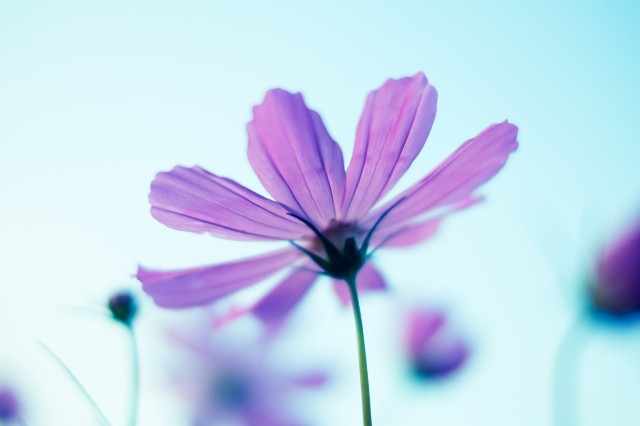 f:id:fujikks:20181203162448j:image