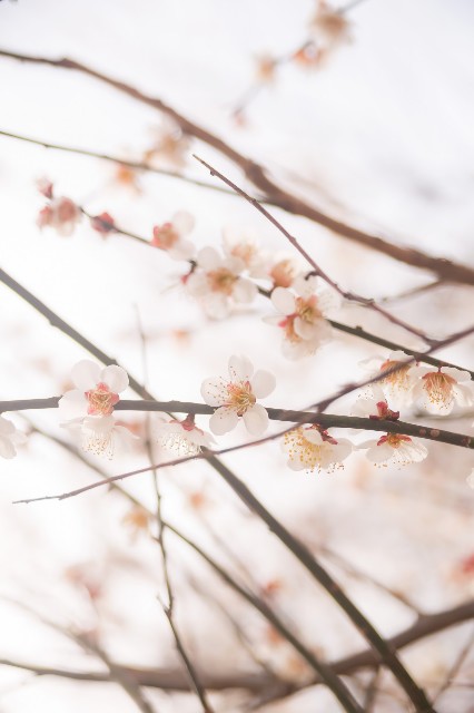 f:id:fujikks:20181203163651j:image