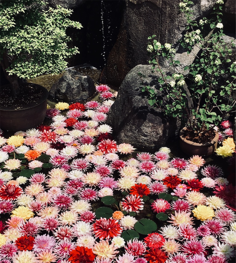 f:id:fujiko-chan:20200504235256j:image