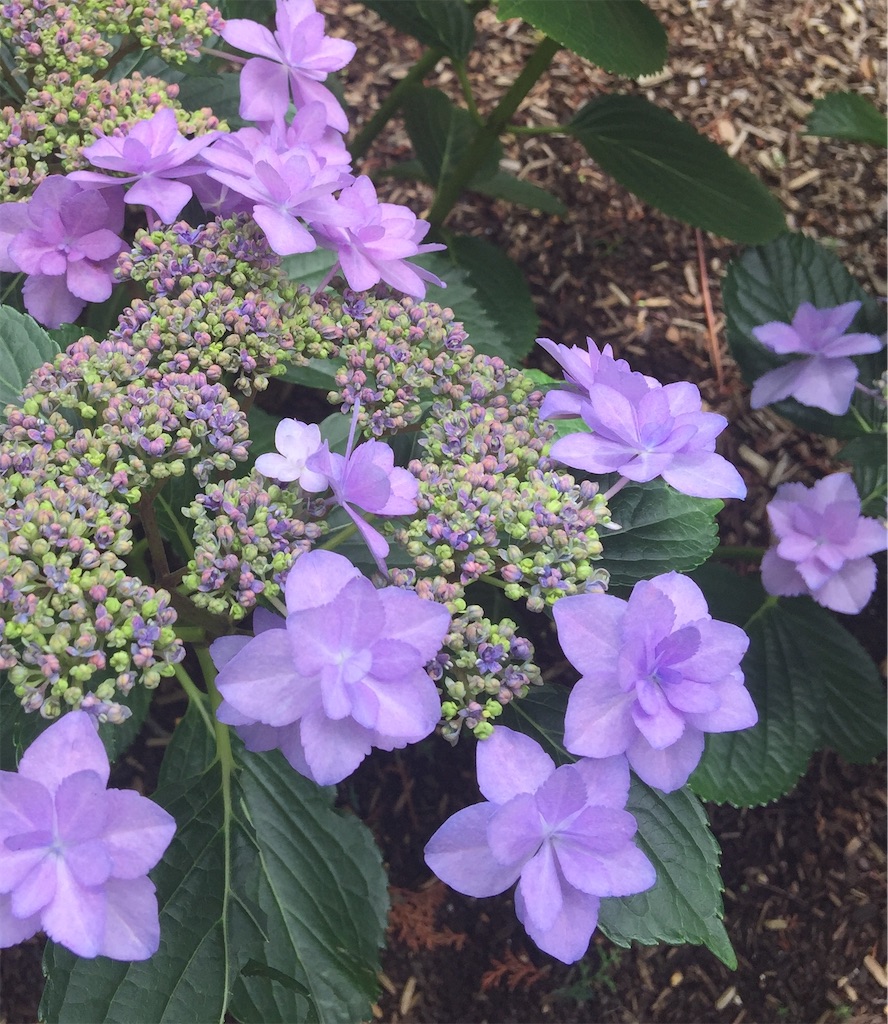 f:id:fujiko-chan:20200601205707j:image