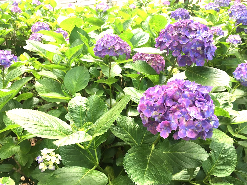 f:id:fujiko-chan:20200607184925j:image f:id:fujiko-chan:20200607184925j:image